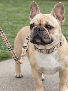 Fashion Dog collar and leash